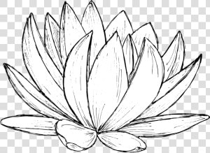 Lotus Drawing 1   Sacred Lotus  HD Png Download