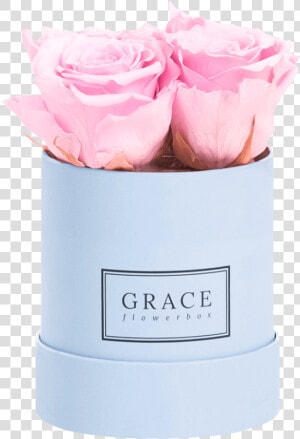 Grace Flowerbox 1 Rose   Png Download   Garden Roses  Transparent Png