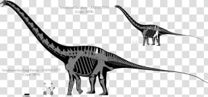 Brontosaurus Drawing Svg   Argentinosaurus Diplodocus  HD Png Download