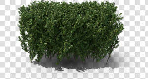 Hedge  HD Png Download