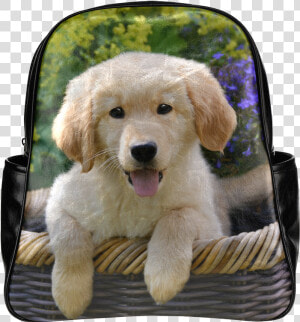 Cute Young Golden Retriever Dog Goldie Puppy Portrait   Golden Retriever Puppy In A Pocket  HD Png Download