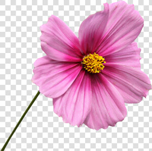 Png  Clipping  Flower  Graphics  Cosmos  Rose Petals   Pink Flower With Stem Png  Transparent Png