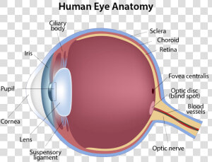 Human Eye Anatomy   Eye Anatomy  HD Png Download