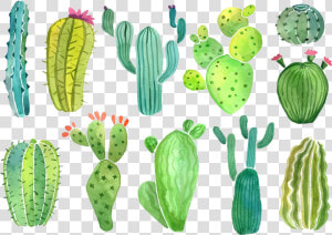 Cactus Clip Art Clipart Photo Transparent Png   Cacti And Succulents Clipart  Png Download