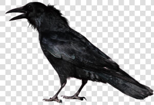 Crow Png Transparent Image   Transparent Background Crow Png  Png Download