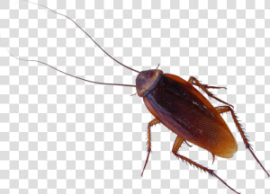 Roach Png   Cockroach Png  Transparent Png