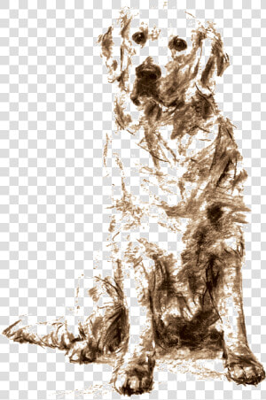 Golden Retriever Sitting Drawing   Png Download   Dogs Golden Retriever Sketches  Transparent Png