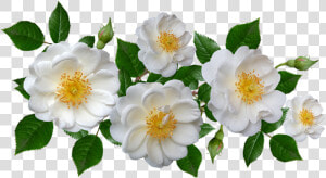 Burnet Rose  HD Png Download