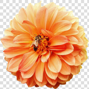 Dahlia  Dahlias  Bees  Autumn  Asteraceae   Dahlia Png  Transparent Png