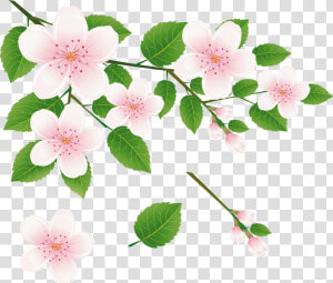 Spring Tree Branch With Flowers Png Clipart Picture   Flower Of Tree Clipart  Transparent Png