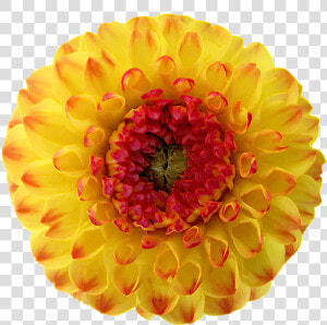 Dahlia Blossom Bloom Free Photo  HD Png Download