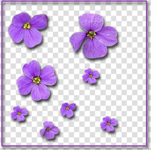 Single flowers 1 200×1 200 Pixels  HD Png Download