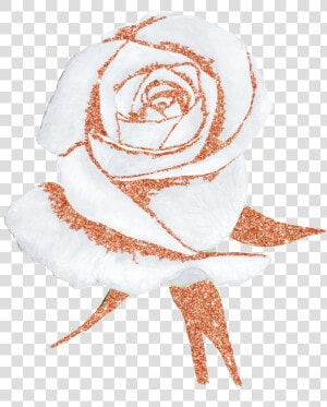 Hand Painted A White Rose Png Transparent Free Download   Rose Gold Watercolor Flower  Png Download