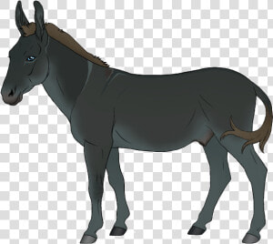 Burro  HD Png Download