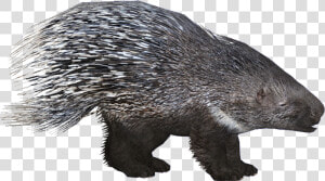 Porcupineeuropean Hendrix   Zoo Tycoon 2 Porcupine  HD Png Download