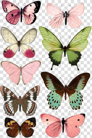 Butterfly Moth Insect Paper Printing Free Download   Butterflies To Print  HD Png Download