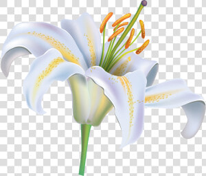 White Lily Flower Png Clipart Image   Clipart White Lily Flower  Transparent Png