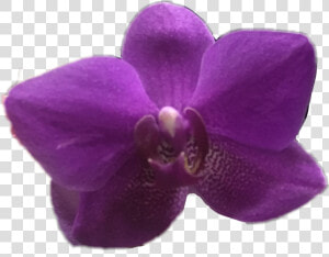  orchid  flower  purple  ftestickers  spring  april   Orquid Purple Png  Transparent Png