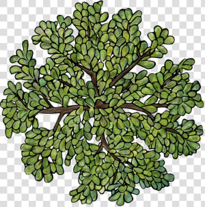 Trees Png Top View   Tree Illustration Top View  Transparent Png