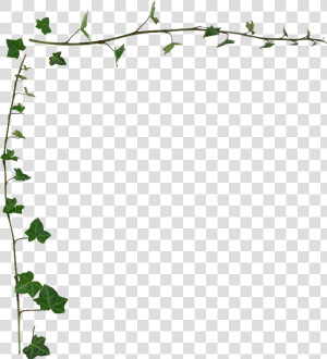 Ivy Vine Border Ivy Vine Wallpaper Border   Ivy Png  Transparent Png