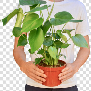 Philodendron Monstera   Houseplant  HD Png Download