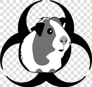 Attack Of The Peruvian Guinea Pig Death Flu   Png Download   Cute Guinea Pig Clipart  Transparent Png