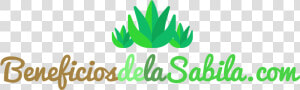 Beneficios De La Sabila  HD Png Download