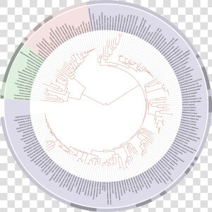 Tree Of Life   Last Universal Common Ancestor Chart  HD Png Download