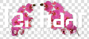 Ter Haar Ornamental Flowers Bv   Ter Haar Ornamental  HD Png Download