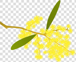 Golden Wattle Acacia Pycnantha   Golden Wattle Clipart  HD Png Download