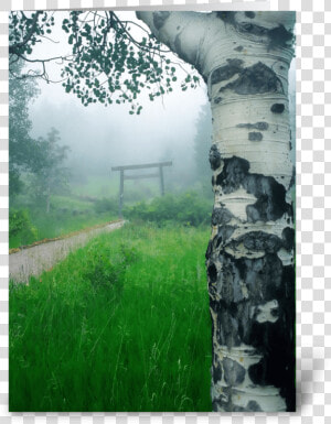 Aspen Gate Mist Greeting Card   Still Life  HD Png Download