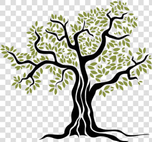 Olive Png Download   Arbol De Olivo Dibujo  Transparent Png