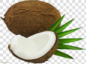 Transparent Coconut Oil Clipart   Кокос Картинка Пнг  HD Png Download