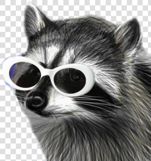  raccooneggs  raccoons  youtube  csgo Raccooneggs Profile   Clout Racoon  HD Png Download