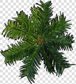 Top Of Pine Png   Palm Tree Top View Png  Transparent Png