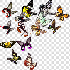 Butterfly Nymphalidae Clip Art  HD Png Download