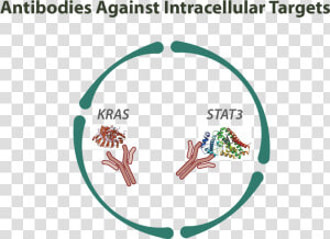 Intracellular Antibodies  HD Png Download