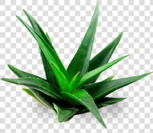 Aloe Vera A Domicilio   Aloe Vera Plant Transparent  HD Png Download