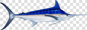 Fish Marlin   Png Download   Blue Marlin Fish Transparent  Png Download