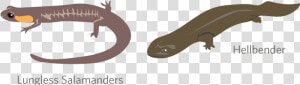 Amphibian Drawing Giant Salamander   Skink  HD Png Download