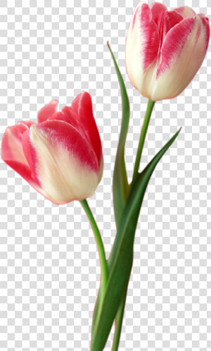 Tulip Png Free Download   Tulip Png  Transparent Png