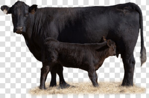 Cow With Her Calf In Pasture   Beef Cow Transparent  HD Png Download