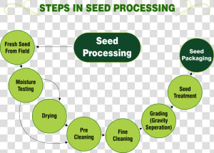 Steps In Seed Processing   Inside Of A Seed  HD Png Download