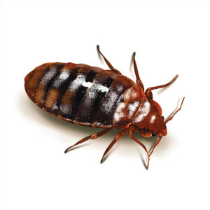 Cock Roach 1 10   Cockroach And Bed Bug  HD Png Download