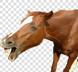 Funny Horse Png   Funny Horse Pictures Png  Transparent Png