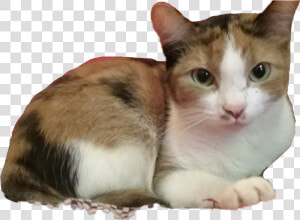  missy  kitty  calico  cat  cats  cute  pets  amp  Animals   Domestic Short haired Cat  HD Png Download