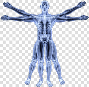 Human Skeleton Png   Vitruvian Man Skeleton Png  Transparent Png