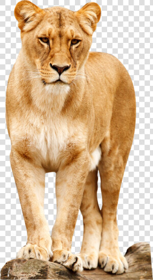 Lioness Standing  HD Png Download