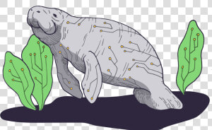 Dugong  HD Png Download