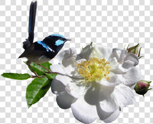 White Rose Png 23  Buy Clip Art   Wren And Rose  Transparent Png